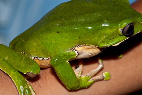 Nellu Mazilu, Amazon, tree frog